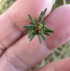 Hibbertia calycina at Yarralumla, ACT - 9 Jun 2023 03:08 PM