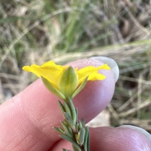 Hibbertia calycina at Yarralumla, ACT - 9 Jun 2023