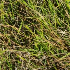 Microlaena stipoides (Weeping Grass) at Isaacs Ridge and Nearby - 9 Jun 2023 by Mike