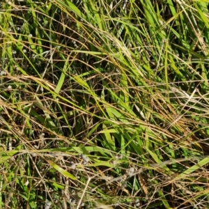 Microlaena stipoides at Jerrabomberra, ACT - 9 Jun 2023