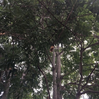 Castanospermum australe (Black Bean, Moreton Bay Chestnut) at The Gap, QLD - 8 Jun 2023 by Paten