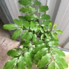 Castanospermum australe at The Gap, QLD - 8 Jun 2023