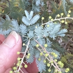 Acacia baileyana (Cootamundra Wattle, Golden Mimosa) at Aranda Bushland - 9 Jun 2023 by lbradley