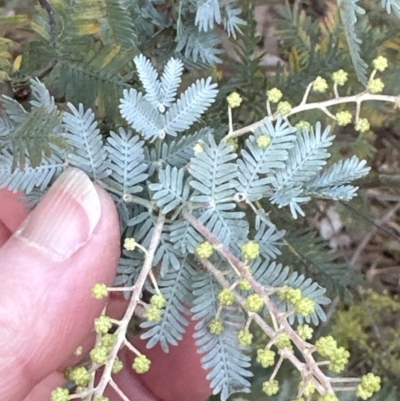 Acacia baileyana (Cootamundra Wattle, Golden Mimosa) at Aranda Bushland - 9 Jun 2023 by lbradley