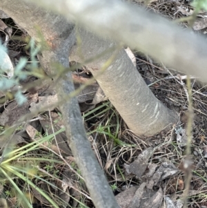 Acacia baileyana at Aranda, ACT - 9 Jun 2023