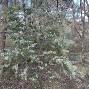 Acacia baileyana at Aranda, ACT - 9 Jun 2023