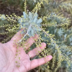 Acacia baileyana at Aranda, ACT - 9 Jun 2023