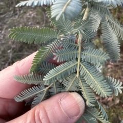 Acacia baileyana at Aranda, ACT - 9 Jun 2023