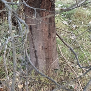 Acacia baileyana x Acacia dealbata (Cootamundra Wattle x Silver Wattle (Hybrid)) at Molonglo Valley, ACT by lbradley