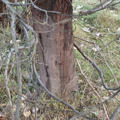 Acacia baileyana x Acacia dealbata (Cootamundra Wattle x Silver Wattle (Hybrid)) at Aranda Bushland - 9 Jun 2023 by lbradley