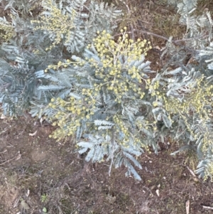 Acacia baileyana x Acacia dealbata at Aranda, ACT - 9 Jun 2023