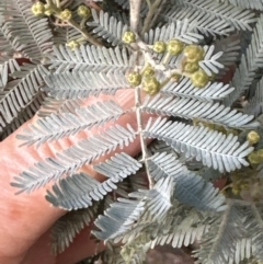 Acacia baileyana x Acacia dealbata at Aranda, ACT - 9 Jun 2023