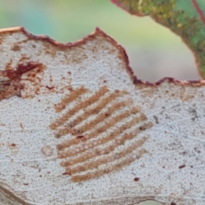 Uraba lugens (Gumleaf Skeletonizer) at Jerrabomberra, ACT - 9 Jun 2023 by Mike