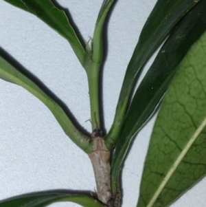 Ixora beckleri at Brooweena, QLD - 4 Jun 2023