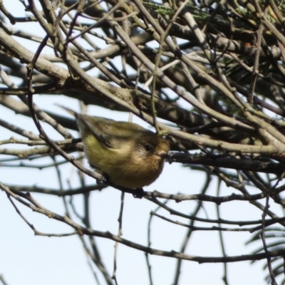 Acanthiza nana (Yellow Thornbill) at Canberra, ACT - 9 Jun 2023 by Steve_Bok