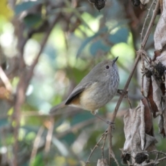 Acanthiza pusilla (Brown Thornbill) at Canberra, ACT - 9 Jun 2023 by SteveBorkowskis