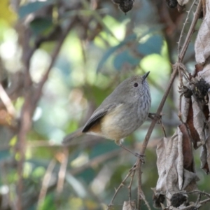 Acanthiza pusilla (Brown Thornbill) at Canberra, ACT by Steve_Bok