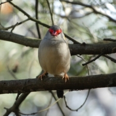 Neochmia temporalis (Red-browed Finch) at Canberra, ACT - 9 Jun 2023 by SteveBorkowskis