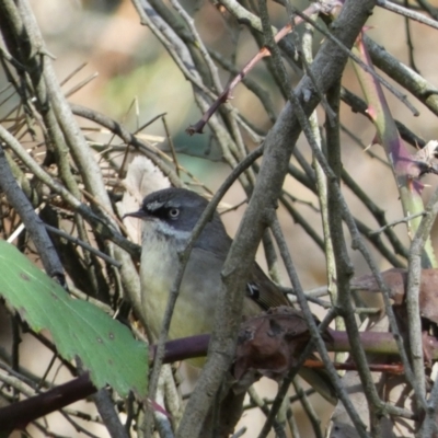 Sericornis frontalis (White-browed Scrubwren) at Canberra, ACT - 9 Jun 2023 by SteveBorkowskis