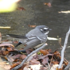 Rhipidura albiscapa (Grey Fantail) at Canberra, ACT by Steve_Bok