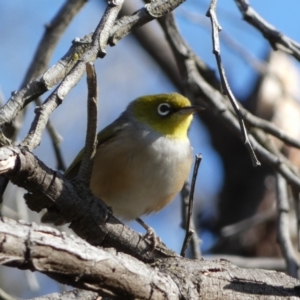 Zosterops lateralis at Canberra, ACT - 9 Jun 2023 12:15 PM