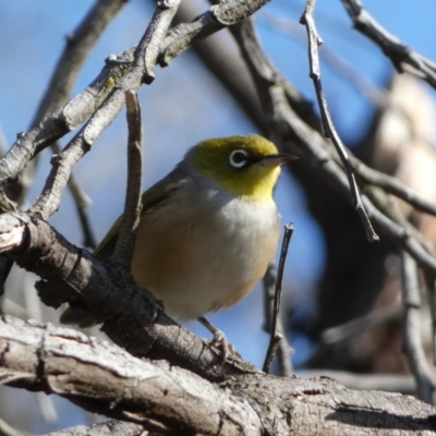 Zosterops lateralis (Silvereye) at Canberra, ACT - 9 Jun 2023 by SteveBorkowskis