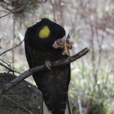 Zanda funerea (Yellow-tailed Black-Cockatoo) at Molonglo River Reserve - 9 Jun 2023 by Steve_Bok