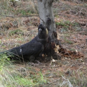 Zanda funerea at Molonglo Valley, ACT - 9 Jun 2023