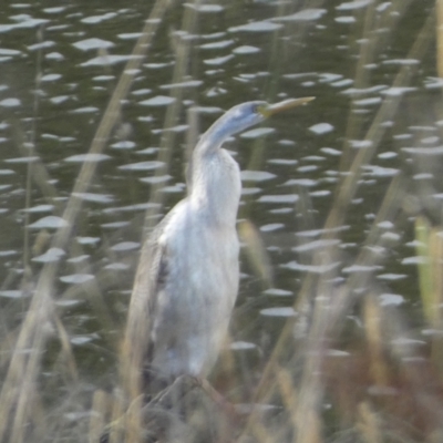 Anhinga novaehollandiae (Australasian Darter) at Molonglo River Reserve - 9 Jun 2023 by Steve_Bok