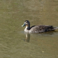 Anas superciliosa (Pacific Black Duck) at Molonglo River Reserve - 9 Jun 2023 by Steve_Bok
