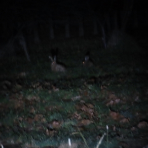 Lepus capensis at Griffith, ACT - 9 Jun 2023 07:20 PM