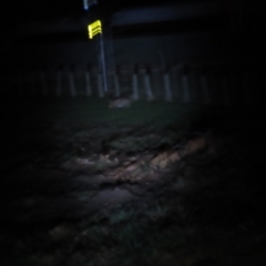 Lepus capensis at Griffith, ACT - 9 Jun 2023 07:20 PM