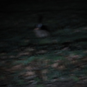 Lepus capensis at Griffith, ACT - 9 Jun 2023 07:20 PM