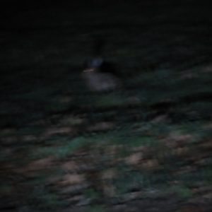 Lepus capensis at Griffith, ACT - 9 Jun 2023