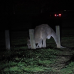 Macropus giganteus (Eastern Grey Kangaroo) at Griffith, ACT - 9 Jun 2023 by TomW