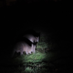 Macropus giganteus at Griffith, ACT - 9 Jun 2023 07:11 PM