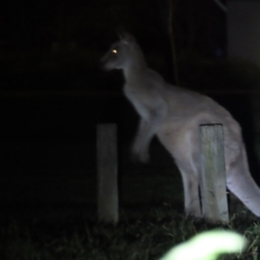 Macropus giganteus at Griffith, ACT - 9 Jun 2023