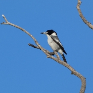 Cracticus torquatus at Molonglo Valley, ACT - 9 Jun 2023