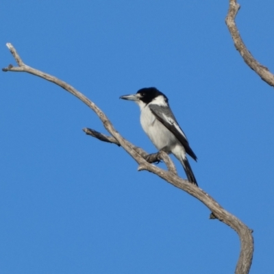 Cracticus torquatus (Grey Butcherbird) at National Arboretum Woodland - 9 Jun 2023 by Steve_Bok