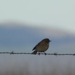 Petroica phoenicea (Flame Robin) at Molonglo Valley, ACT - 9 Jun 2023 by SteveBorkowskis