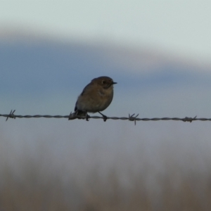 Petroica phoenicea at Molonglo Valley, ACT - 9 Jun 2023