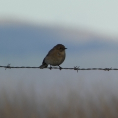 Petroica phoenicea at Molonglo Valley, ACT - 9 Jun 2023