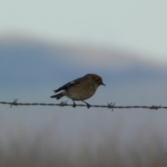 Petroica phoenicea at Molonglo Valley, ACT - 9 Jun 2023