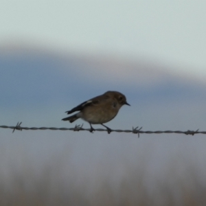 Petroica phoenicea at Molonglo Valley, ACT - 9 Jun 2023 05:06 PM