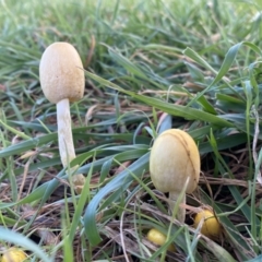 Unidentified Fungus at Molonglo Valley, ACT - 9 Jun 2023 by Steve_Bok