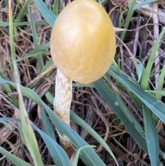 Bolbitiaceae at Molonglo Valley, ACT - 9 Jun 2023