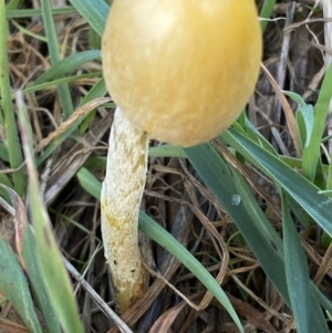 Bolbitiaceae at Molonglo Valley, ACT - 9 Jun 2023