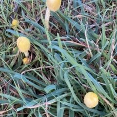 Bolbitiaceae at Molonglo Valley, ACT - 9 Jun 2023 03:41 PM