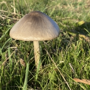 Volvopluteus gloiocephalus at Molonglo Valley, ACT - 9 Jun 2023