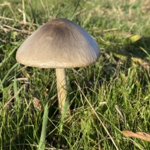 Unidentified Cap on a stem; gills below cap [mushrooms or mushroom-like] at suppressed by Steve_Bok